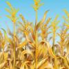 Beistle Decorative Cornstalks Backdrop(Cornstalks)