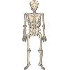 Beistle Vintage Halloween Jointed Witch(Vintage Halloween Skeleton)