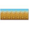 Beistle Decorative Cornstalks Backdrop(Cornstalks)