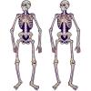 Beistle Jointed Day of the Dead Photo Prop Backdrops, 4′ 7″ Tall, Set of 2- Dia de los Muertos Mexican Party Wall Decorations