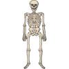 Beistle Vintage Halloween Jointed Witch(Vintage Halloween Skeleton)