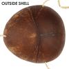 Beistle Novelty Coconut Bikini Top(Coconut Bikini Top – (2 Pack))