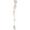 Beistle Halloween Plastic Skeleton Multicolor