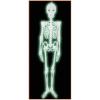 Beistle Halloween Party Plastic 4′ Nite-Glow Skeleton Prop – 12 Pack (1/Pkg)