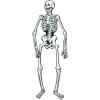 Jointed Skeleton