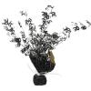 Beistle 30 Gleam ‘N Burst Centerpiece, 15-Inch(1)