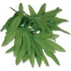 Beistle womens Tropical anklets, Green, 10 inches US