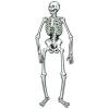 Jointed Skeletons – 22″