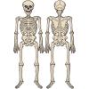 Beistle Party Decoration 4′ 3″ Jointed Skeleton Cutouts – 12 Pack (1/Pkg)